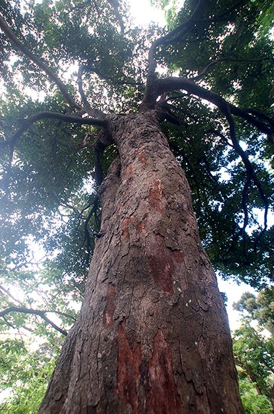 kokutan